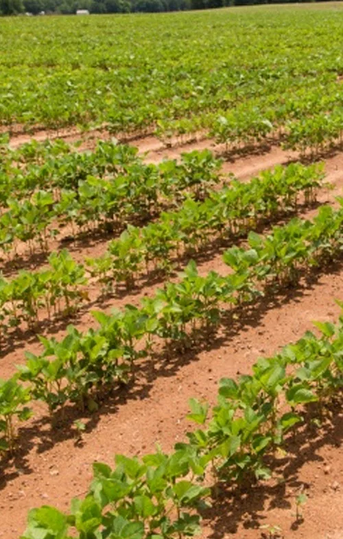 Agriculture Products